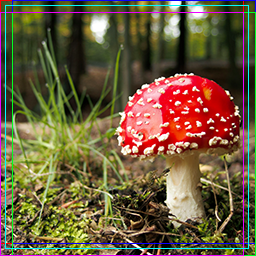 Several 244x244 slices